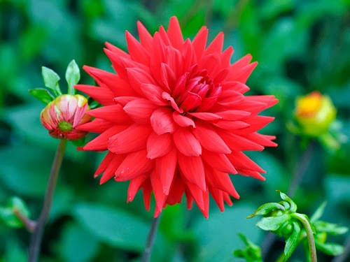 Chọn nhữngcành giâm bánh tẻ, không quá già, không quá non
