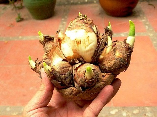 Chọn củ thủy tiên tròn và dẹt.