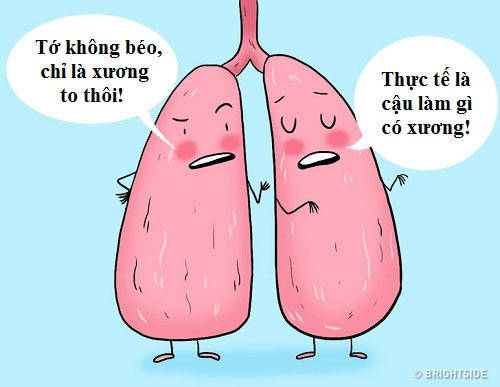 Phổi phải to hơn phổi trái.