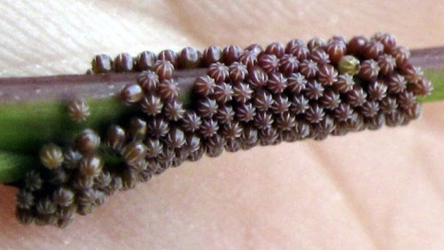 Trứng Mourning Cloak.