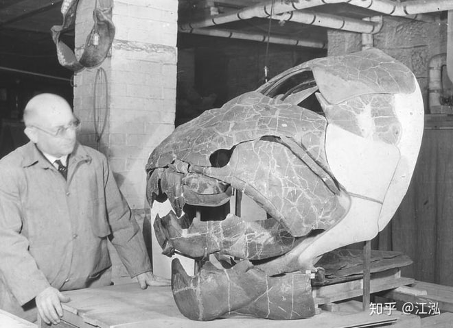 Hộp sọ khổng lồ của cá Dunkleosteus.