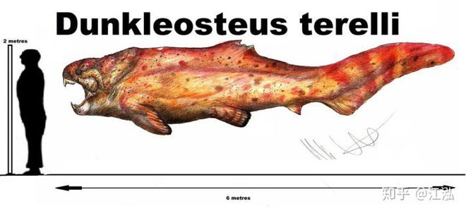 So sánh kích thước của cá Dunkleosteus với con người.