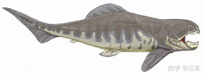 Dunkleosteus vẫn được coi là một trong những động vật có xương sống có hàm sớm nhất trong lịch sử Trái đất.