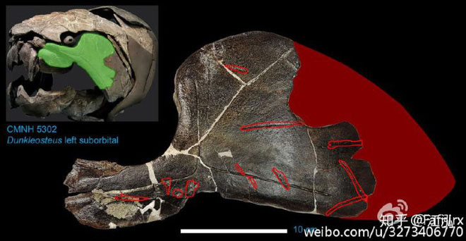 Dunkleosteus thường xuyên nhả các xương của con mồi ra chứ không hoàn toàn tiêu hóa chúng