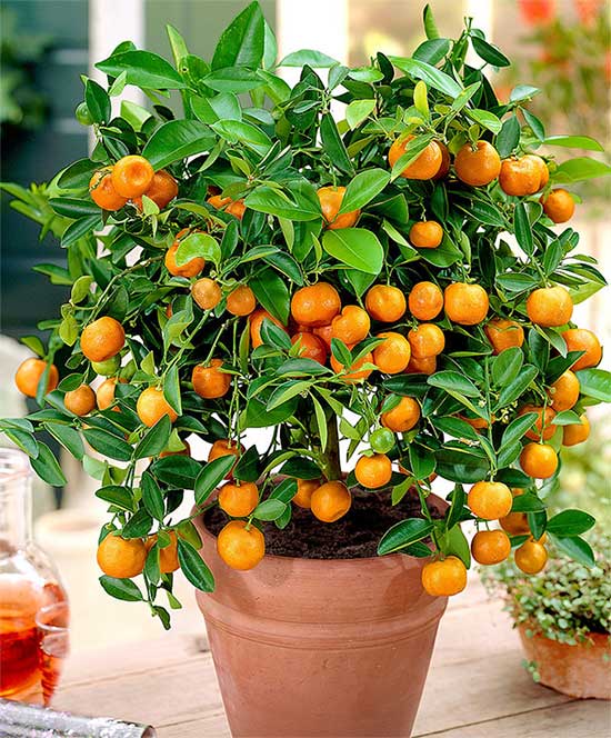 Hình ảnh cây quất ngày Tết tuyệt đẹp.