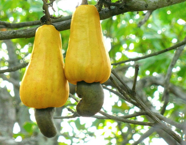 Hiện cây vẫn cho ra lượng hạt lớn