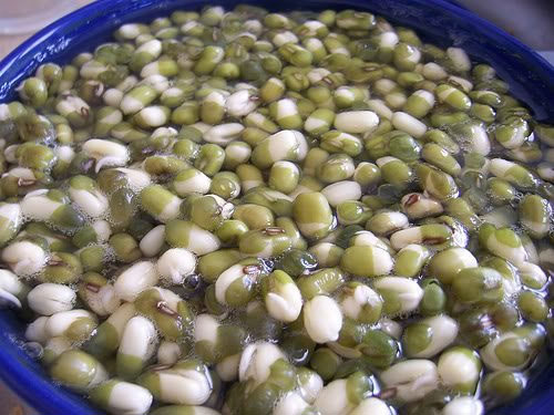Hạt giống được ngâm đúng kỹ thuật trồng cây sẽ có tỉ lệ nảy mầm cao hơn.
