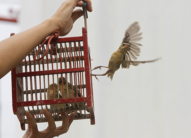 Hãy để các loài vật được tự do.
