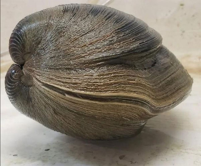 Con nghêu đã 214 tuổi.