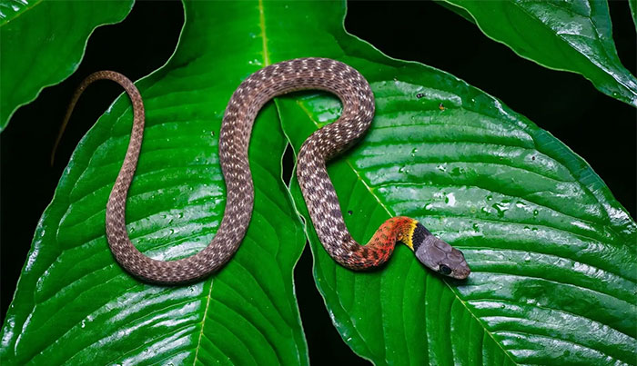 Rắn hoa cỏ cổ đỏ non sẽ có các vòng màu vàng và đen ở cổ.