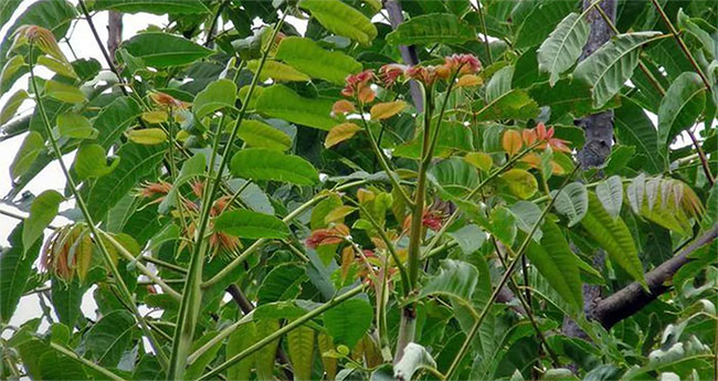  Cây xoan hôi mọc tự nhiên ở nhiều tỉnh biên giới phía Bắc nước ta. 