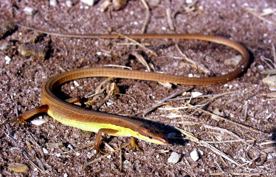 Đó chính là liu điu (Takydromus sexilineatus), một loài  thằn lằn nhỏ thường sống trong các bãi cỏ, bụi cây.