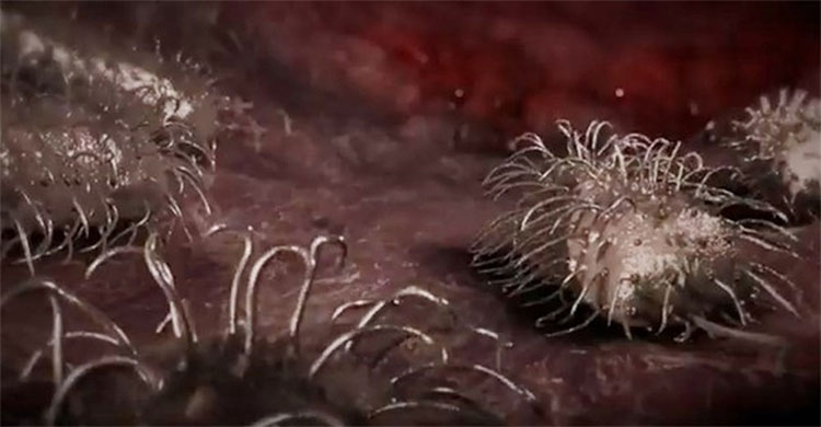 Mỗi năm có khoảng 80.000 người bị bệnh do vi khuẩn Vibrio