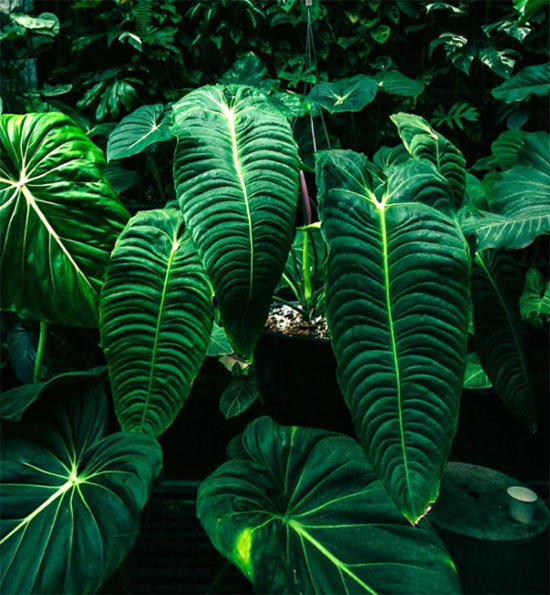 Cây Anthurium Veitchii thường được ví von là loại cây "đếm lá tính tiền".