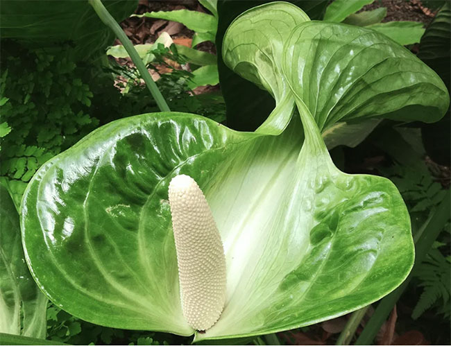  Những bông hoa của cây Anthurium Veitchii không chỉ đẹp mà còn có mùi thơm dễ chịu. 