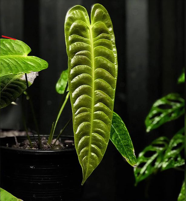 Những chiếc lá Anthurium Veitchii có thể đạt đến kích thước 2 m khi cây trưởng thành